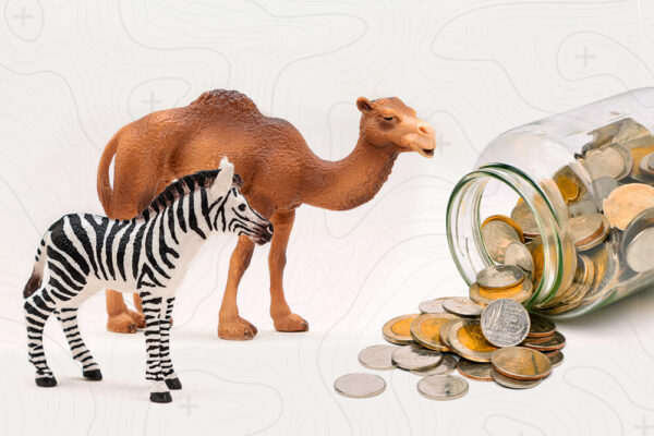 cebras-y-camellos-ejemplos-venture-capital-WORTEV CAPITAL